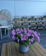 terrace at the Main Library