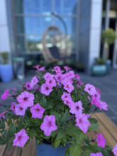 terrace at the Main Library