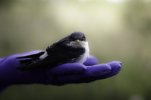 Jaskółka okonówka